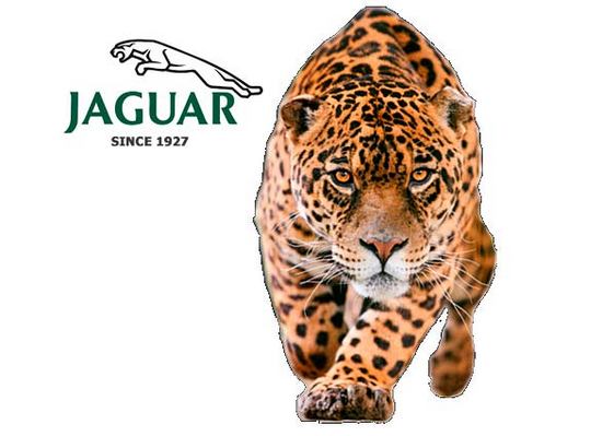 Jaguar
